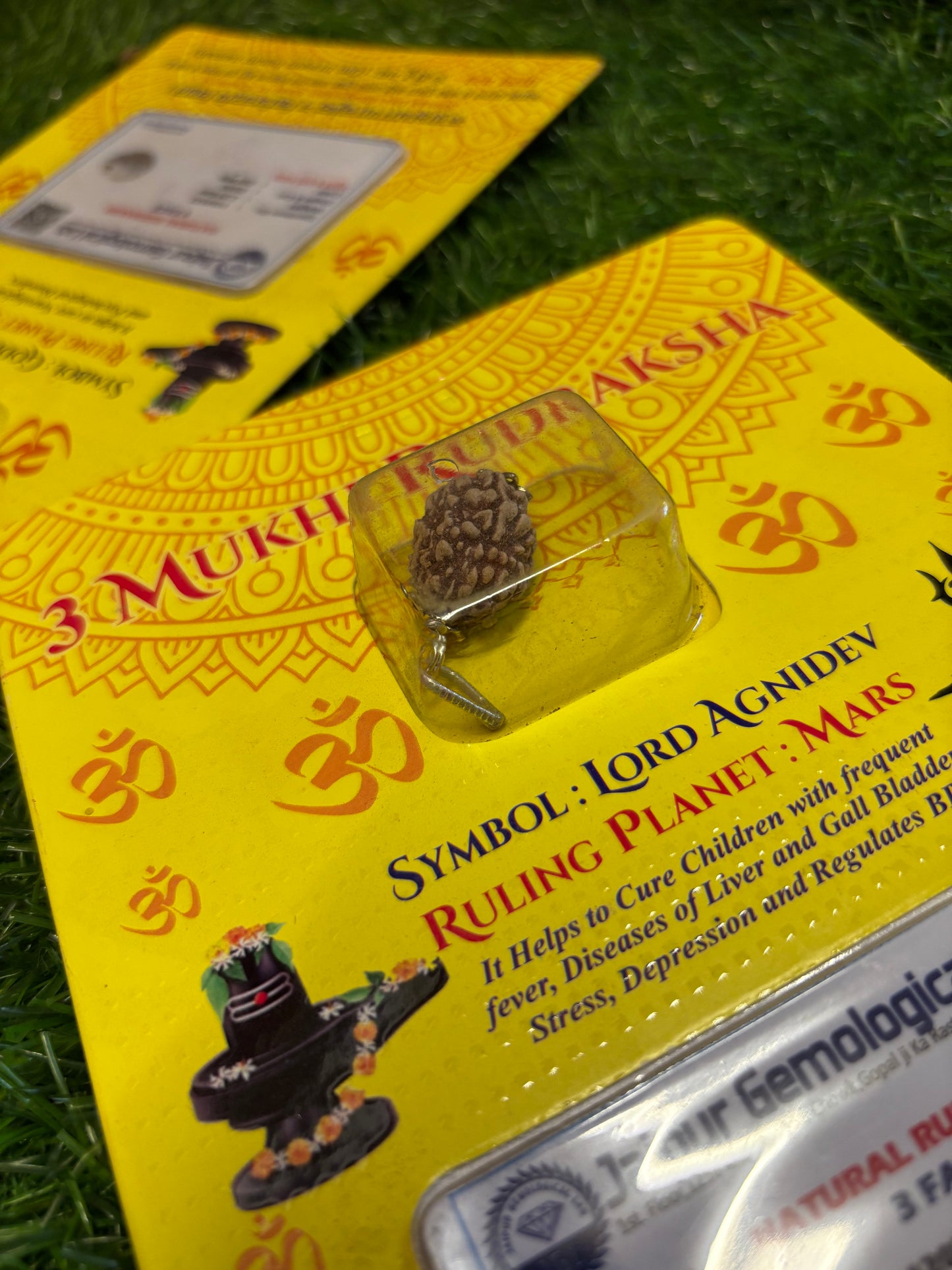 3 Mukhi Rudraksha – Burn Past Karma, Embrace Confidence & Clarity