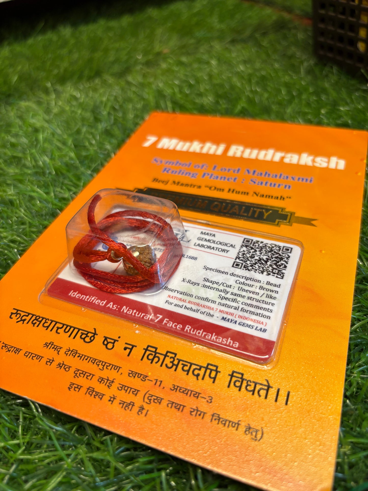 7 Mukhi Rudraksha – The Divine Blessing of Maa Lakshmi