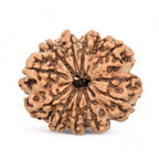 10 Mukhi Rudraksha - Nepali
