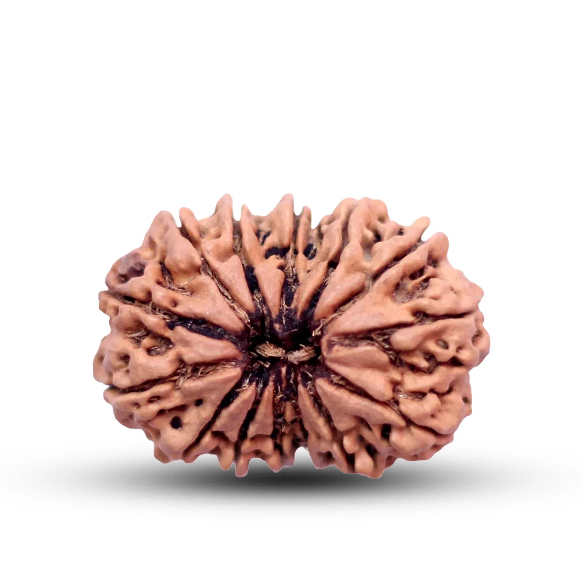 14 Mukhi Rudraksha - Nepali