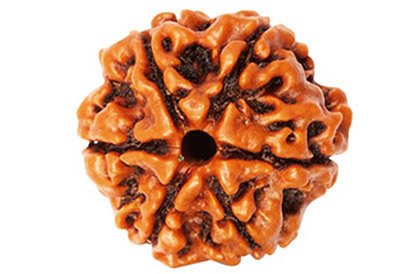 6 Mukhi Rudraksha
