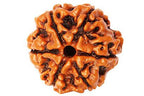 6 Mukhi Rudraksha