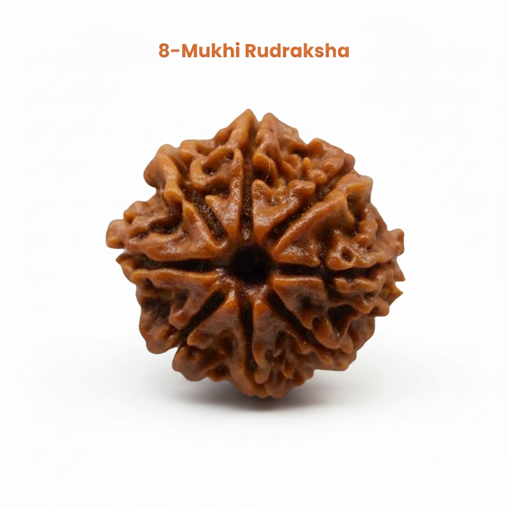 8 Mukhi Rudraksha