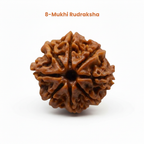 8 Mukhi Rudraksha