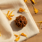8 Mukhi Rudraksha