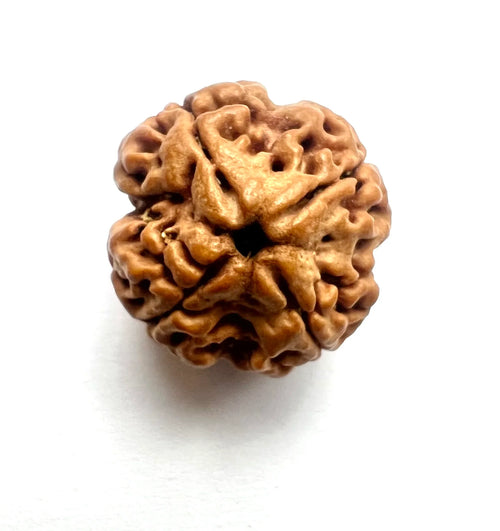 4 Mukhi Rudraksha
