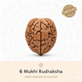 6 Mukhi Rudraksha