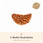 1 Mukhi Rudraksha
