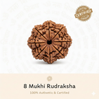 8 Mukhi Rudraksha