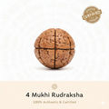 4 Mukhi Rudraksha