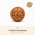 7 Mukhi Rudraksha