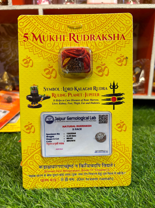 5 Mukhi Rudraksha – Sacred Bead of Peace, Health & Protection
