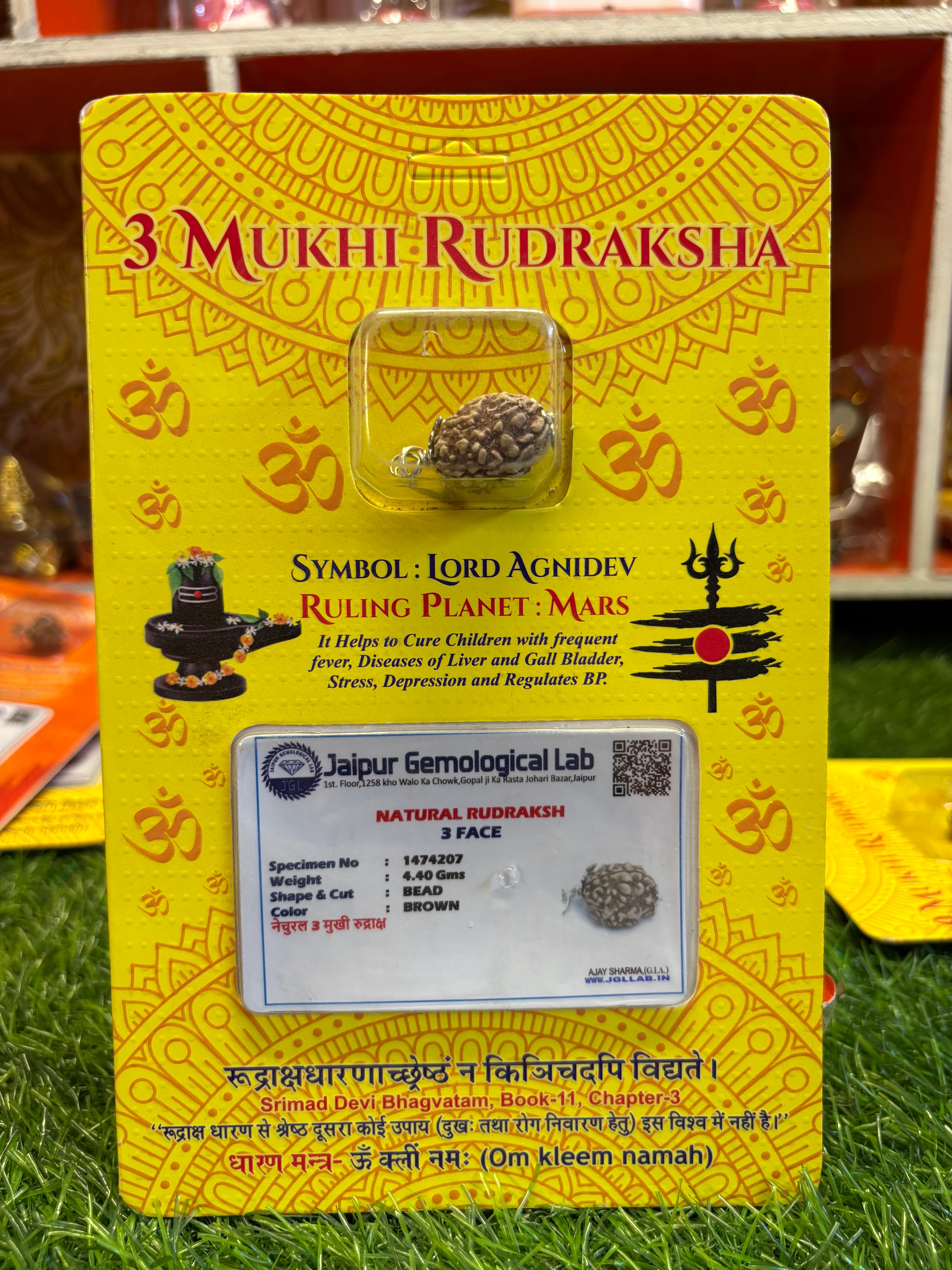 3 Mukhi Rudraksha