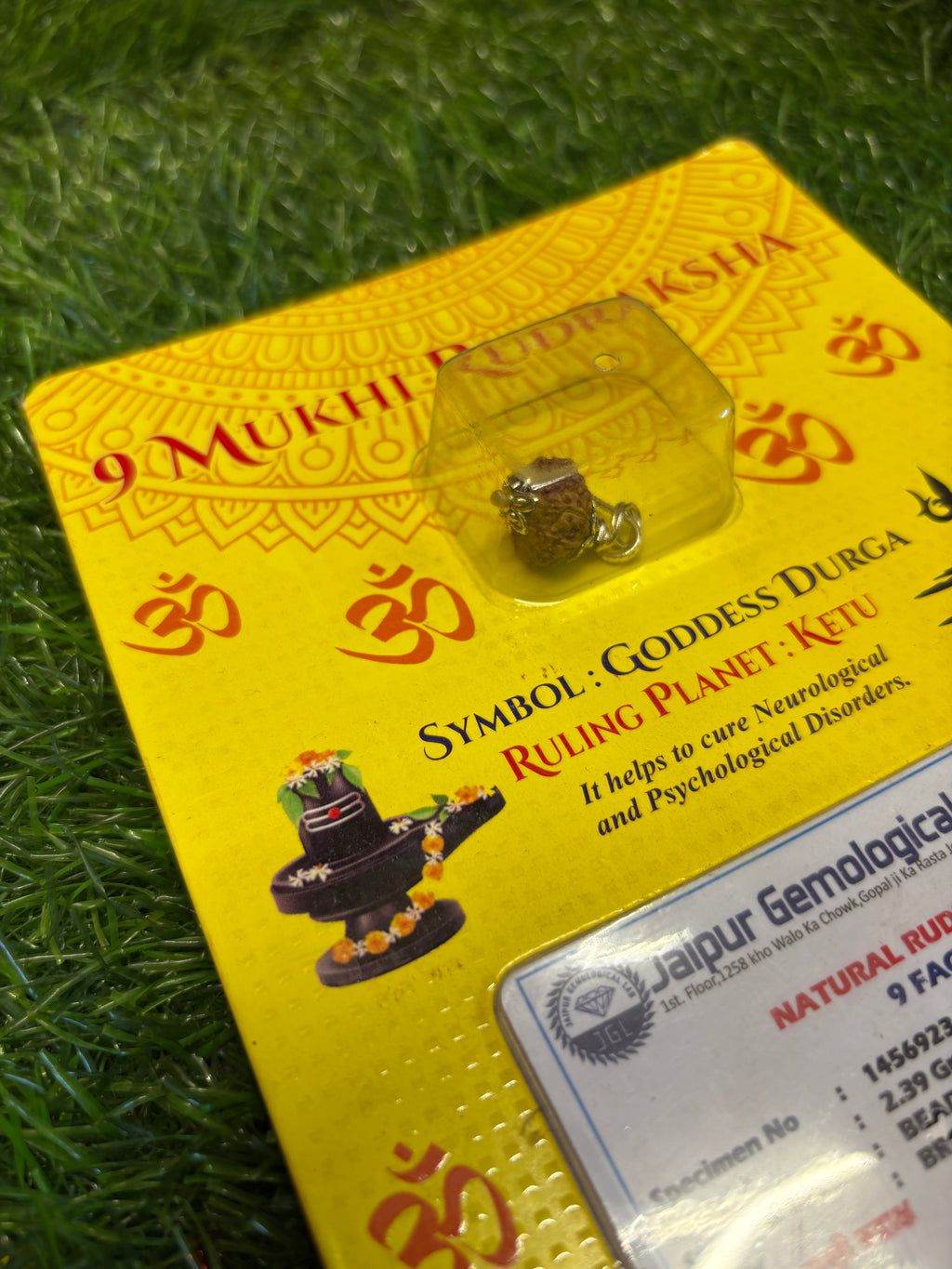 9 Mukhi Rudraksha