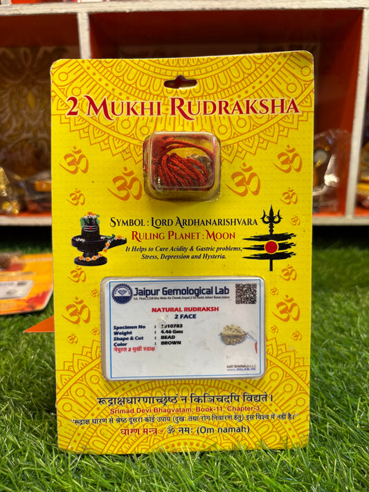 2 Mukhi Rudraksha – Symbol of Unity, Love & Harmony
