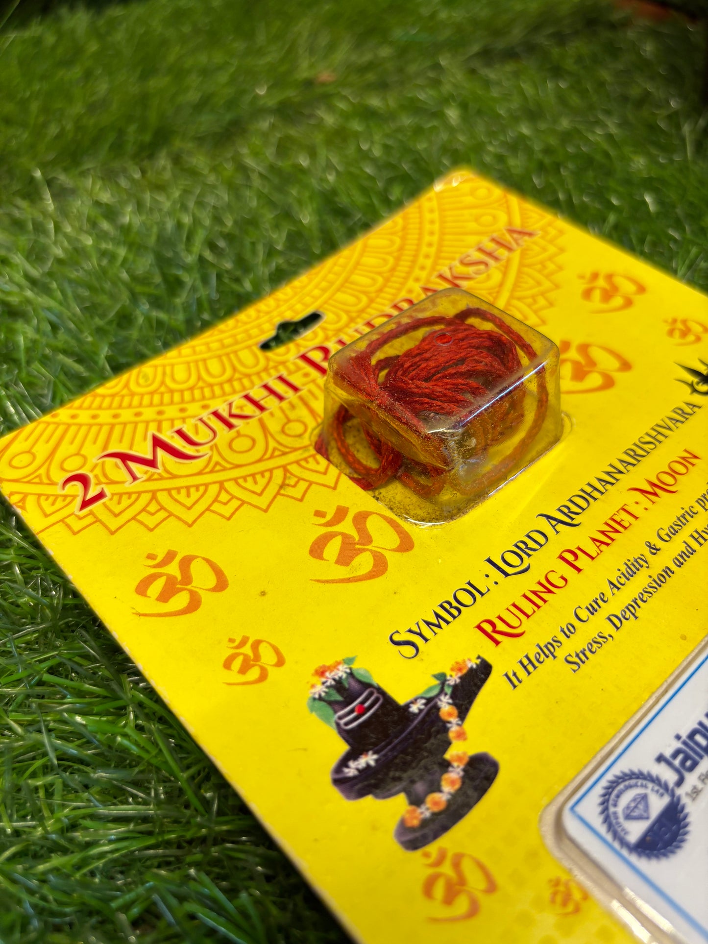 2 Mukhi Rudraksha – Symbol of Unity, Love & Harmony