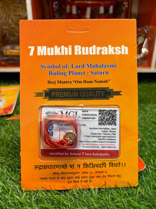 7 Mukhi Rudraksha – The Divine Blessing of Maa Lakshmi