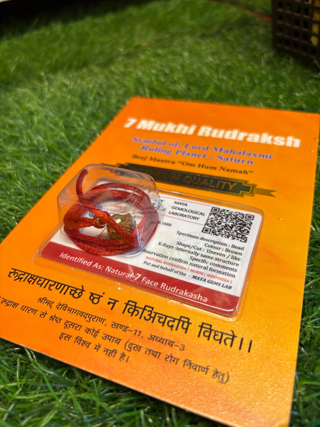7 Mukhi Rudraksha