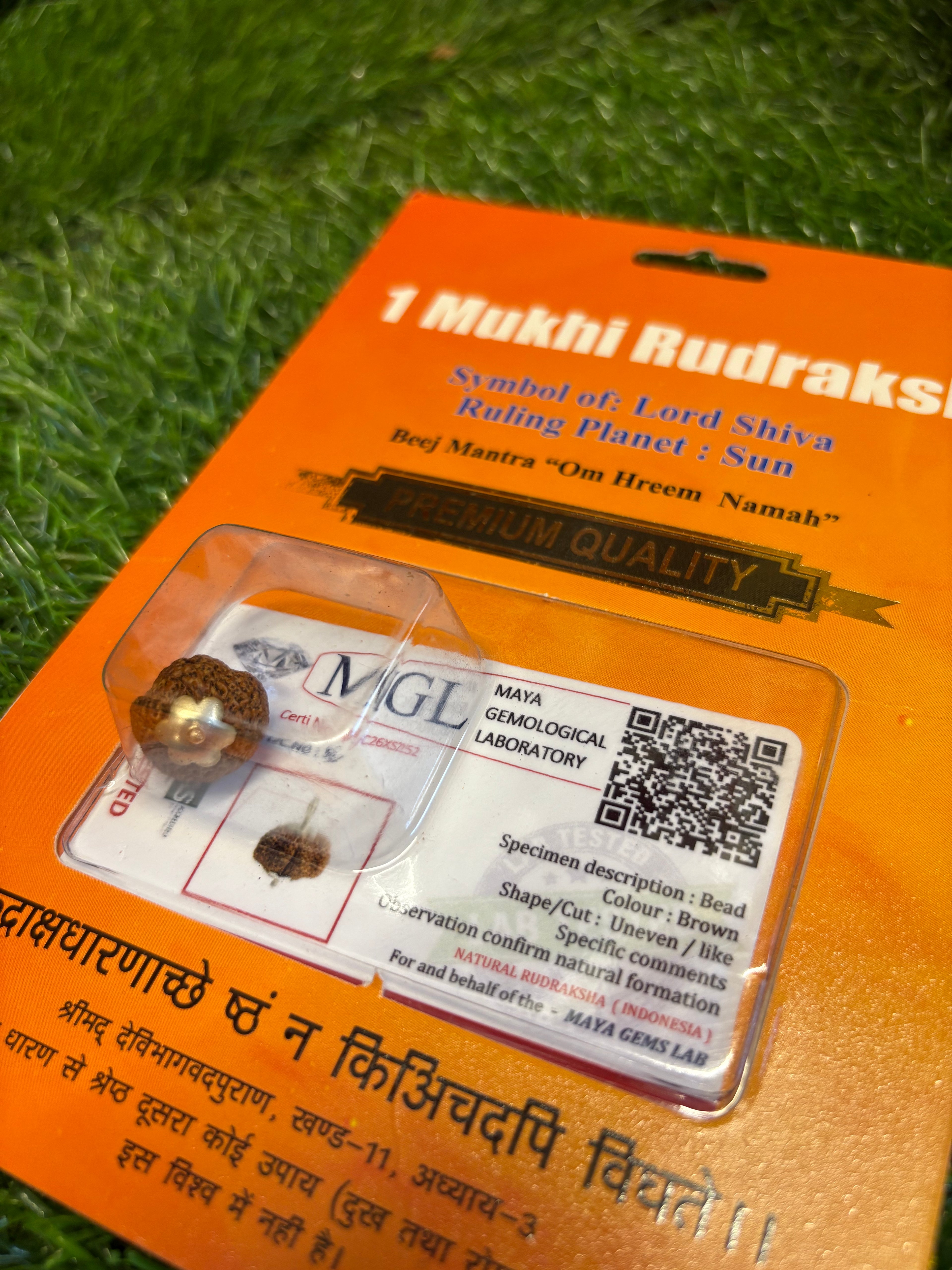 1 Mukhi Rudraksha