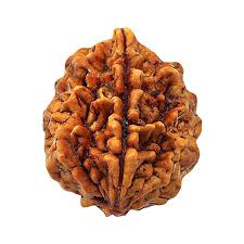 2 Mukhi Rudraksha