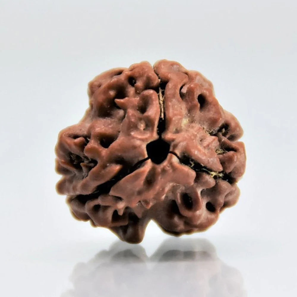 3 Mukhi Rudraksha
