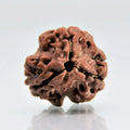 3 Mukhi Rudraksha