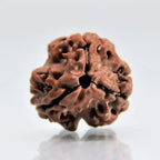 3 Mukhi Rudraksha