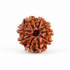 9 Mukhi Rudraksha