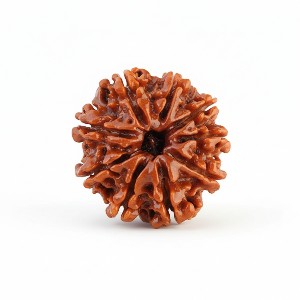 9 Mukhi Rudraksha
