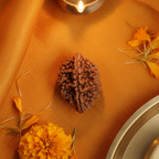 2 Mukhi Rudraksha