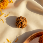 4 Mukhi Rudraksha