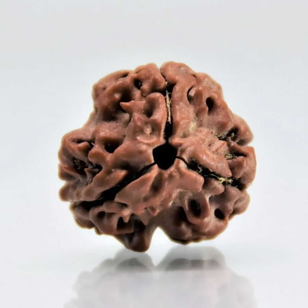 3 Mukhi Rudraksha