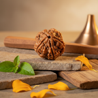 5 Mukhi Rudraksha