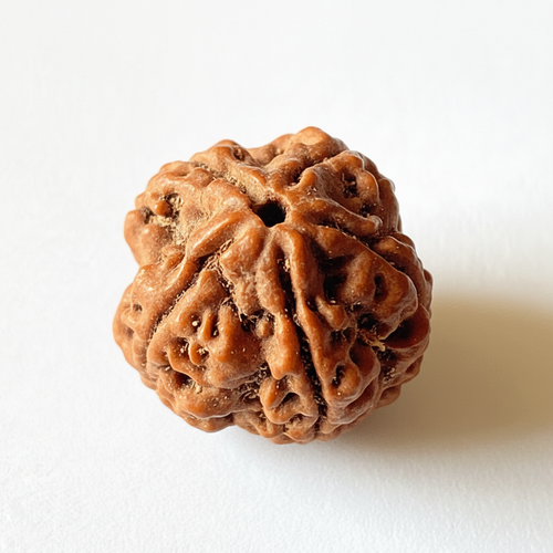 5 Mukhi Rudraksha
