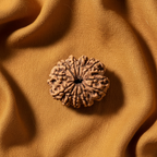 10 Mukhi Rudraksha - Nepali