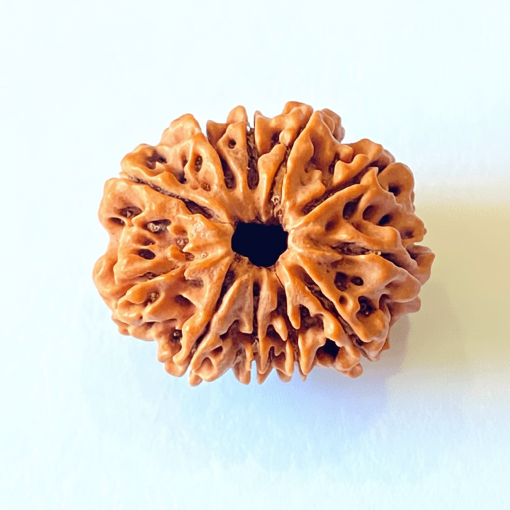 11 Mukhi Rudraksha - Nepali