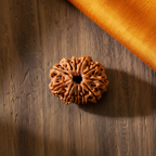 11 Mukhi Rudraksha - Nepali