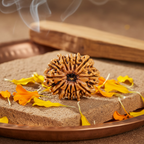 12 Mukhi Rudraksha - Nepali
