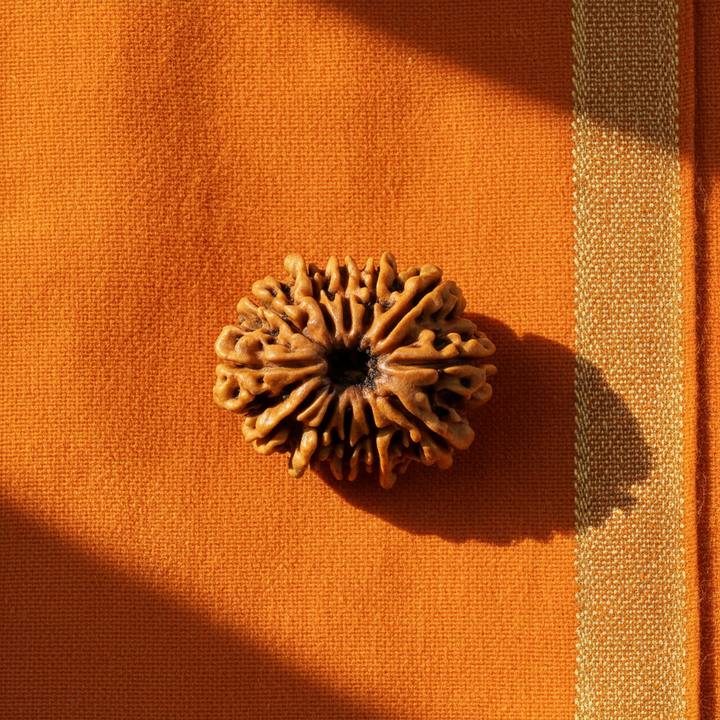 12 Mukhi Rudraksha - Nepali