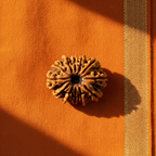 12 Mukhi Rudraksha - Nepali
