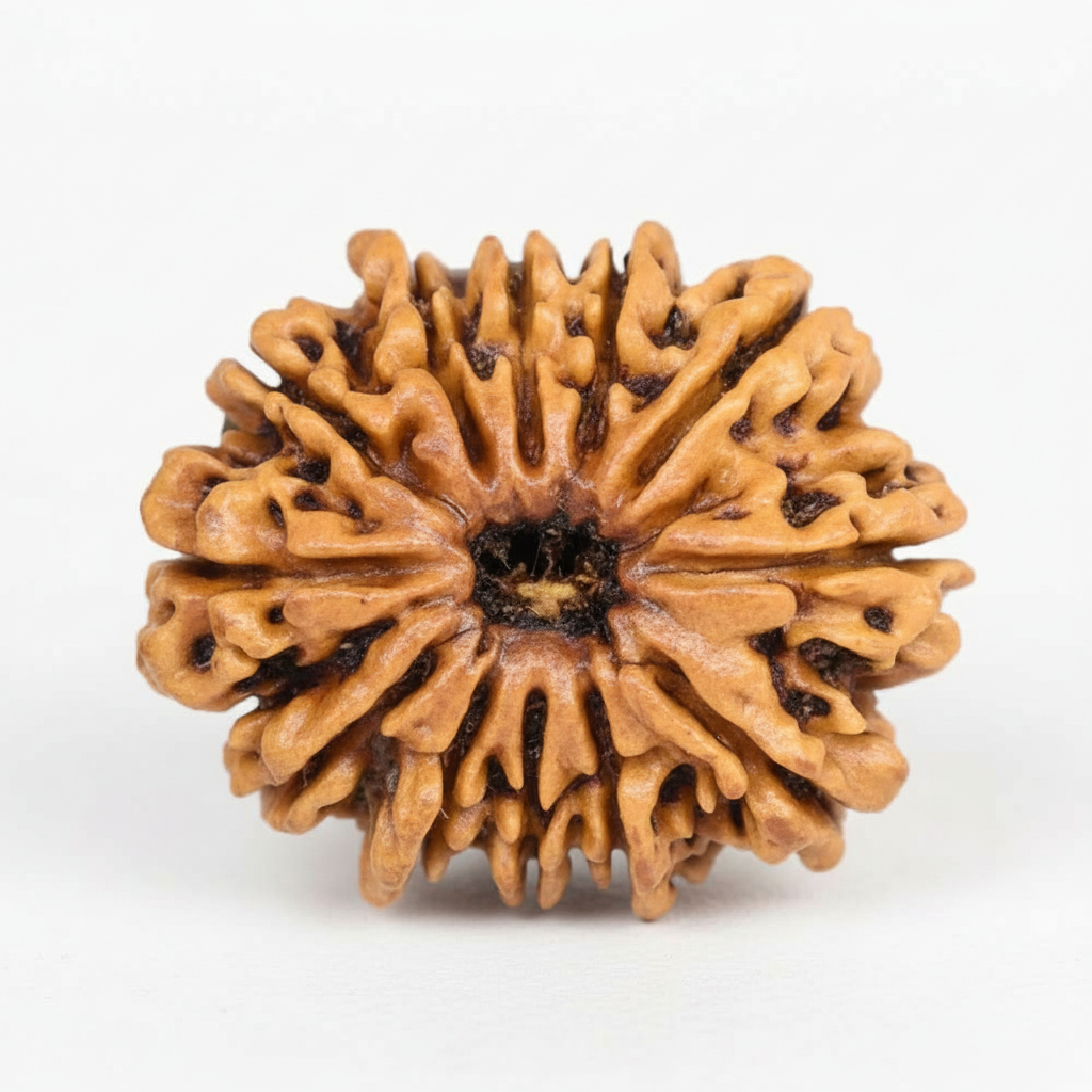 12 Mukhi Rudraksha - Nepali