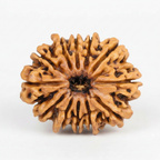 12 Mukhi Rudraksha - Nepali