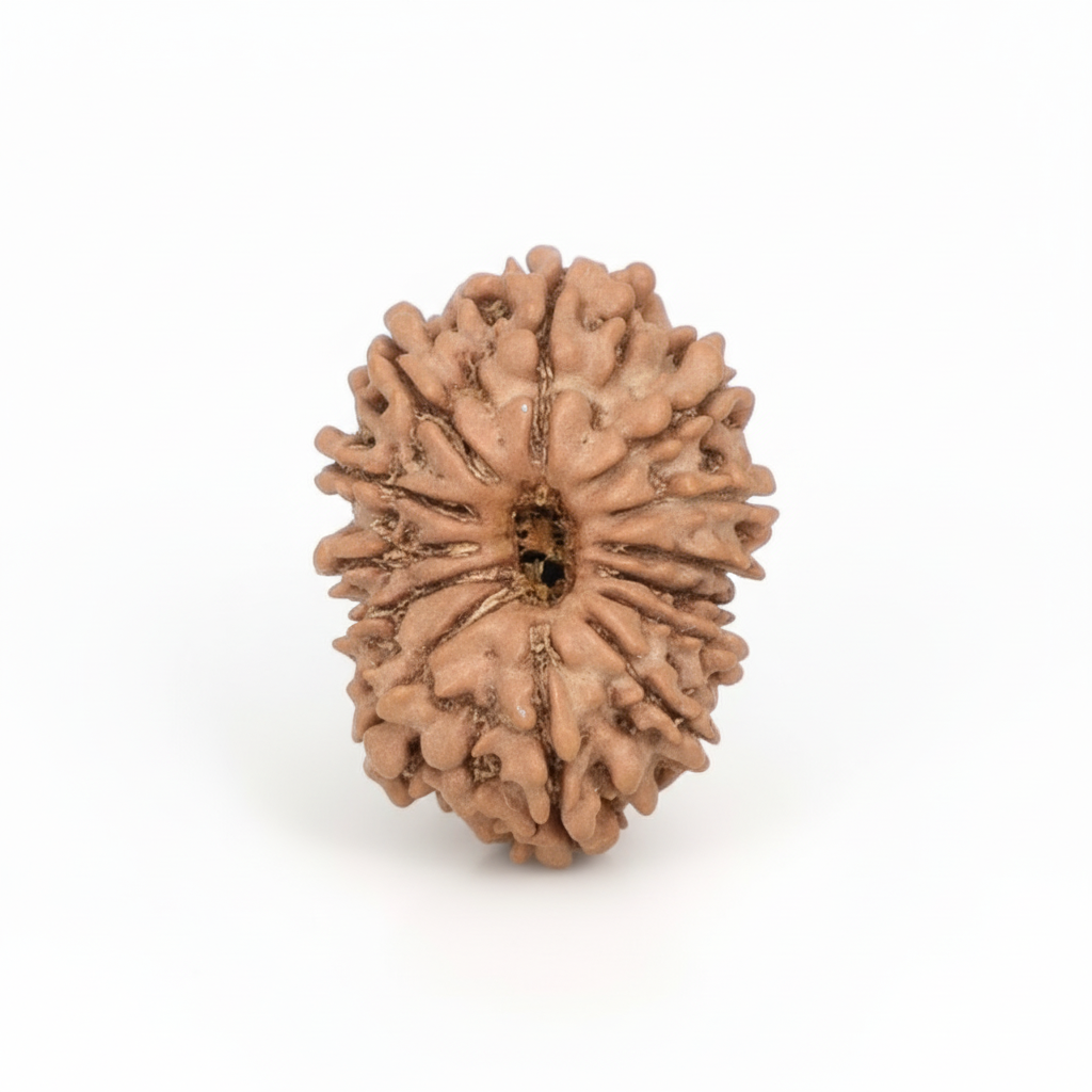 13 Mukhi Rudraksha - Nepali
