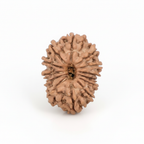 13 Mukhi Rudraksha - Nepali