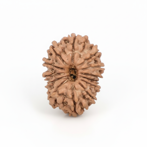 13 Mukhi Rudraksha - Nepali